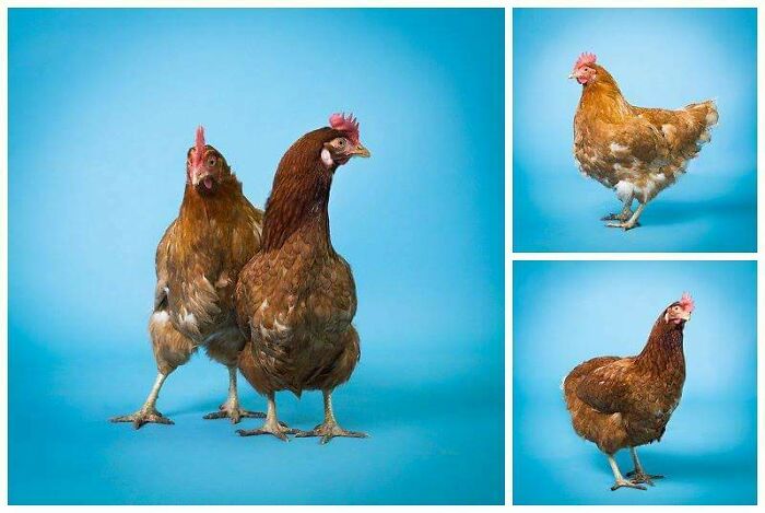 Friend Asked Me To Take Some Pictures Of Their Chickens