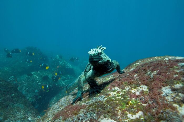 Marine Iguana (Amblyrhynchus Cristatus)