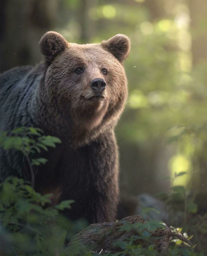 A Stunning Photo Of A Brown Bear Roaming In The Forests Of Slovenia