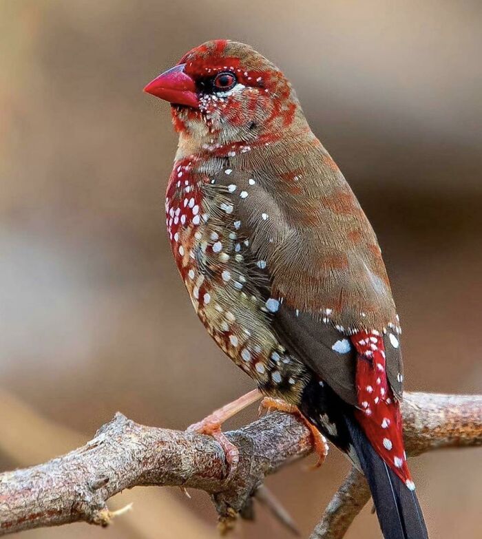 Red Avadavat Or Strawberry Finch