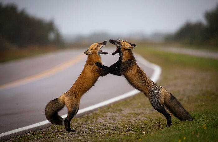 Fox Tango - Two Sibling Foxes Have A Little Squabble By Brittany Crossman 