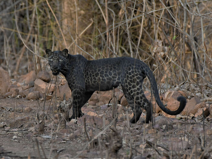 Black Leopard