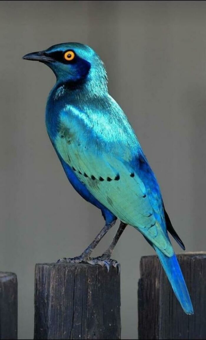 Greater Blue-Eared Starling