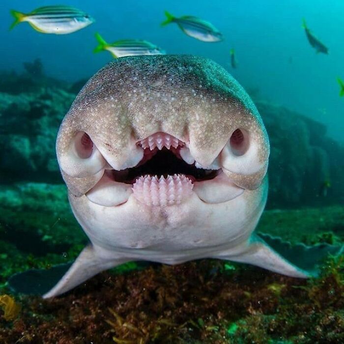 Port Jackson Shark