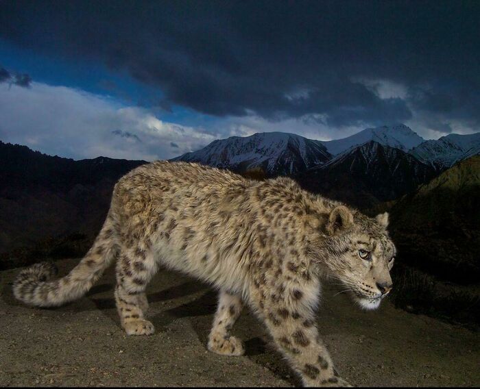 Snow Leopard In Ladakh, India