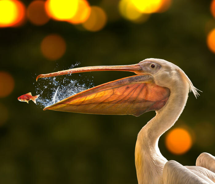 Little Fish Escapes From Pelican's Beak