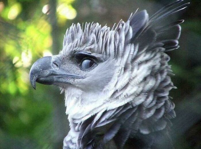 Harpy Eagle