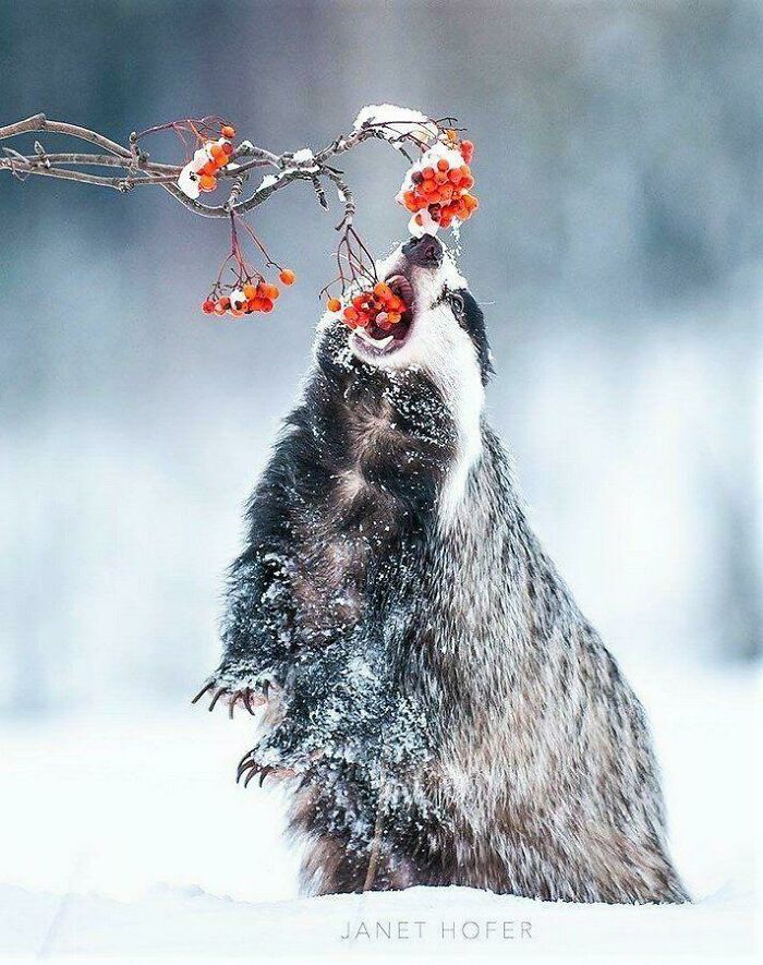 A Hungry Badger Eating Some Berries In The Snowy Forest