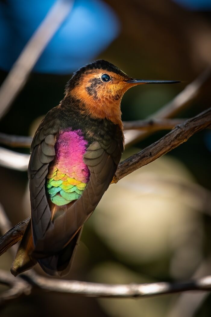 A Shining Sunbeam Hummingbird