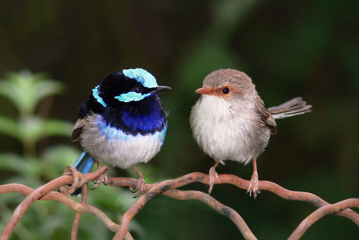 Male And Female Superb Fairy-Wren