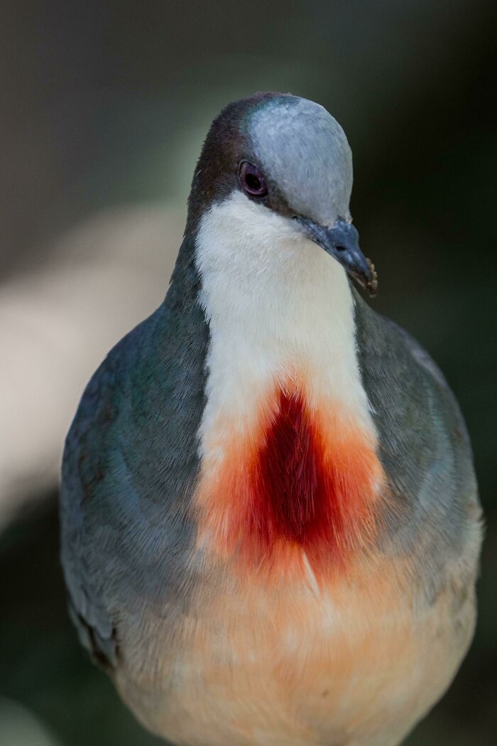 Luzon Bleeding-Heart Dove (Gallicolumba Luzonica)