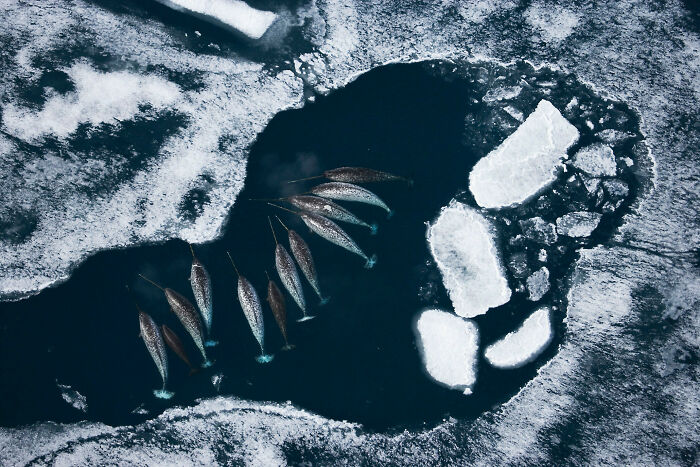 Narwhals In Sea Ice, Shot From An Ultralight Plane On Floats In The Arctic Bay Of Baffin Island. By Paul Nicklen