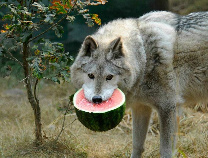 Wolf Eating A Watermelon