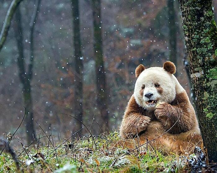 Brown Panda