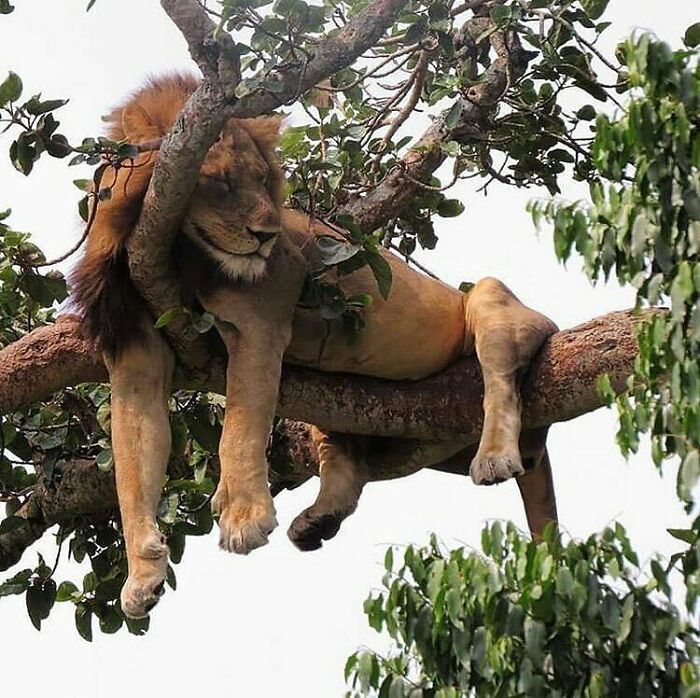 Lion Taking A Catnap