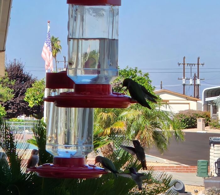 A Hummingbird Feeder Will Make Sure Even The Smallest Visitors To Your Patio Have Something To Nibble On