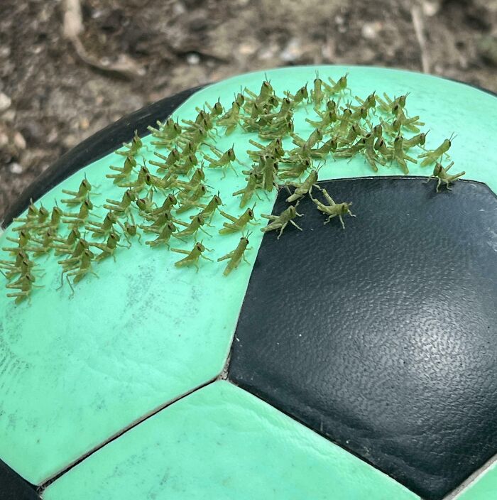 This Soccer Ball With All Of These Tiny Guys