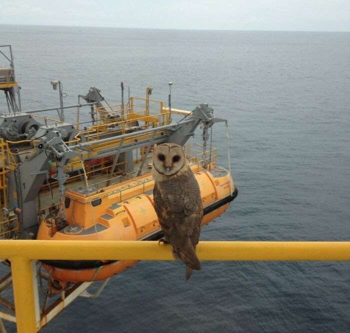 40 Miles Offshore, A Wild Owl Appeared