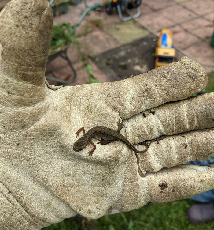 Found A Lizard In My Garden And Picked It Up. I've Never Seen A Wild Lizard In The UK Before