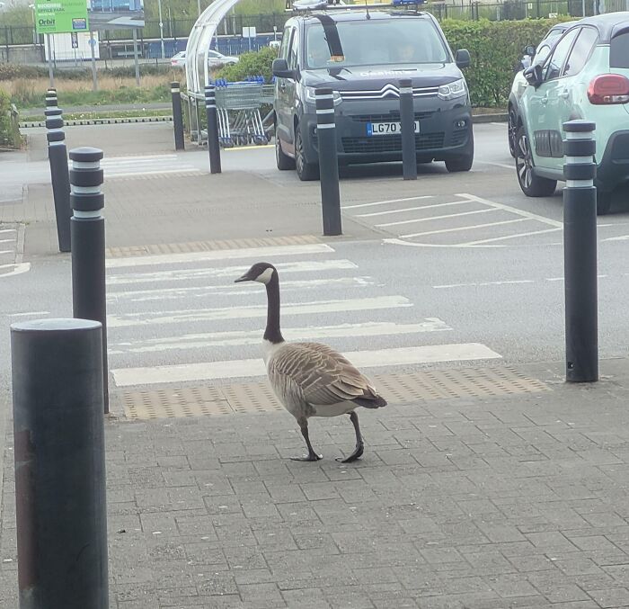 Security At Tesco Has Gotten A Bit Wild