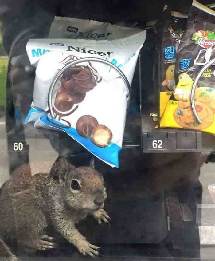 Squirrels On My Campus Learned To Steal Food From Vending Machines