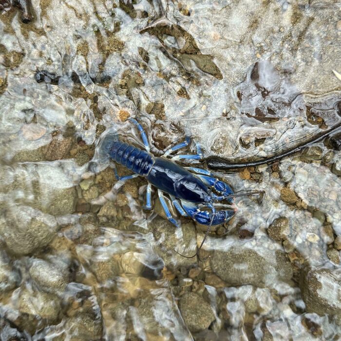 Saw This Blue Crawfish While Hiking Yesterday