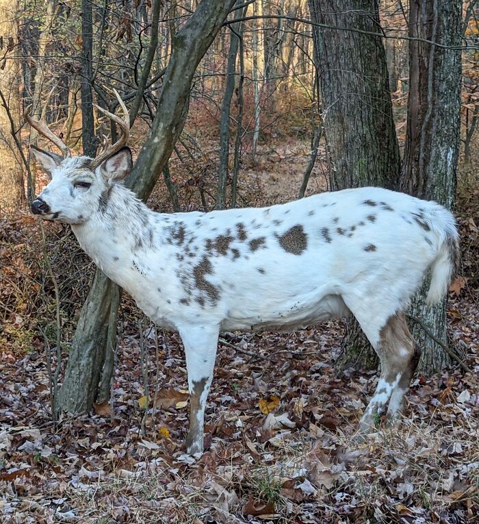 Came Across This White Deer On My Travels