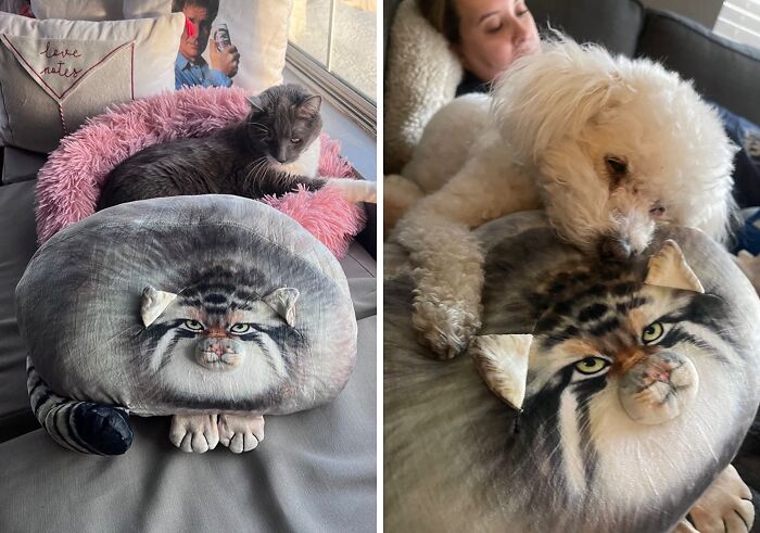 This Plush Cat Body Pillowv Is Equal Parts Hillarity And Nightmare Fuel 