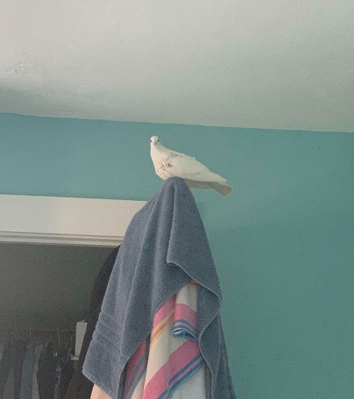 A Bird Flew Into My Bedroom And Sat On My Closet Door