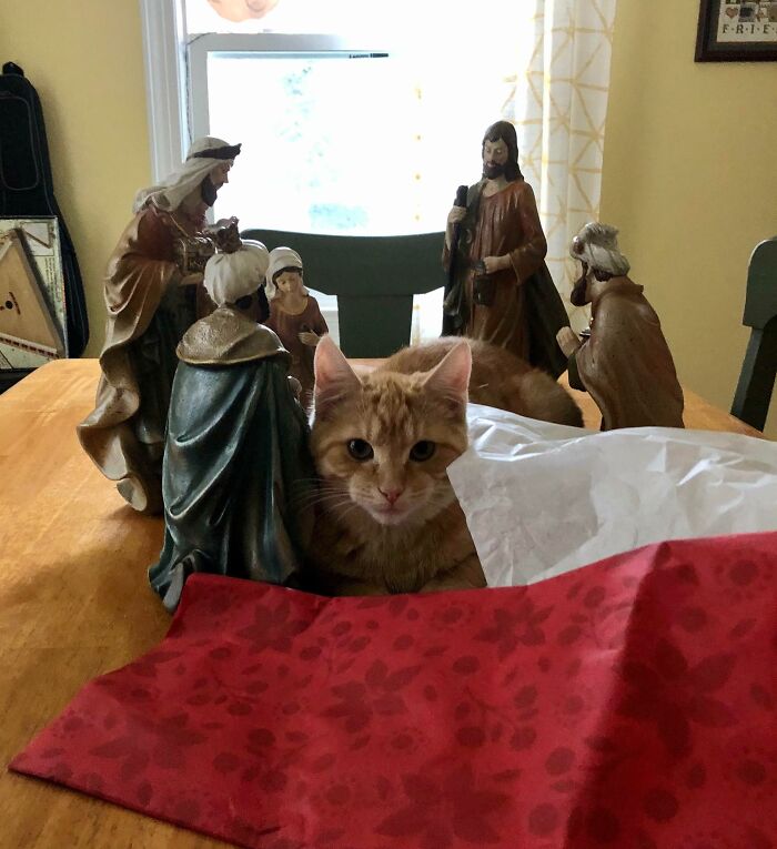 Ike Knows That He Is Not Allowed On The Kitchen Table, But Thinks He Is Expertly Disguised As Baby Jesus