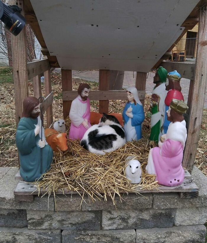 A Colony Cat From One Of My School’s Feeding Stations Thinks He’s Baby Jesus