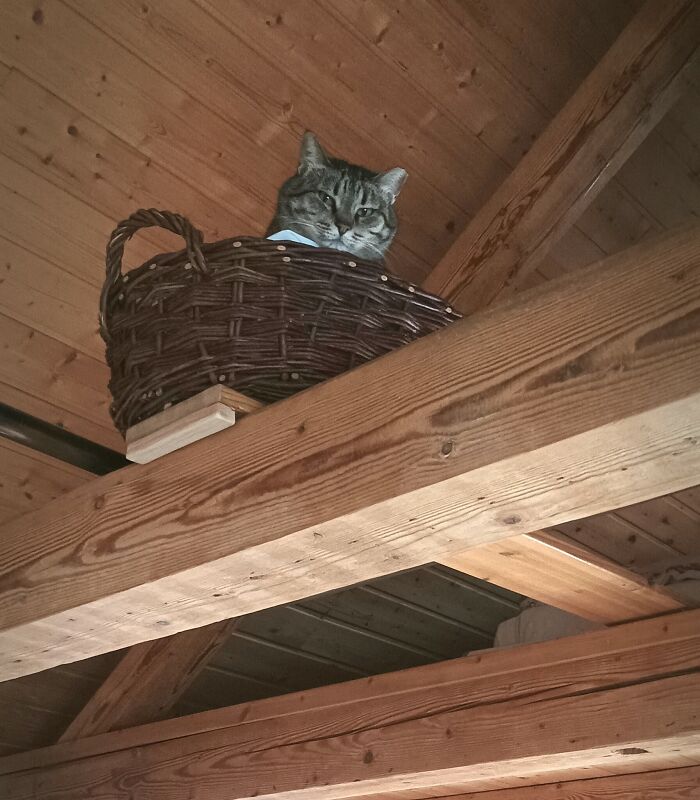 Choose Your Treats Wisely, For You Will Be Judged By Ceiling Cat