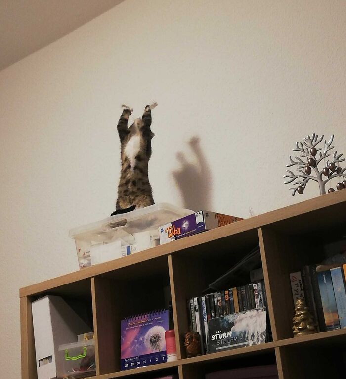 My Sister's Cat Worshipping Some Kind Of Cat God