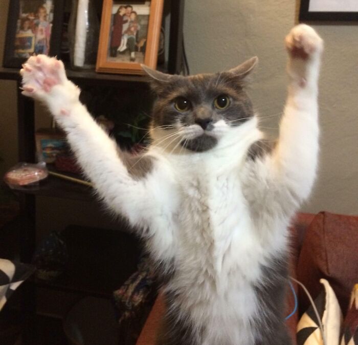 Praised Be Cat Jesus! Can I Get A Hallelujah?