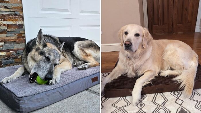 You Might Want To Curl Up Next To Your Pup On This Cushy Dog Bed For Large Dogs 
