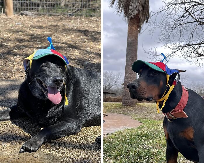 You And Your Pooch Can Look Like Tweedle-Dee And Tweedle-Dum With This Adorable Dog Hat With Propeller