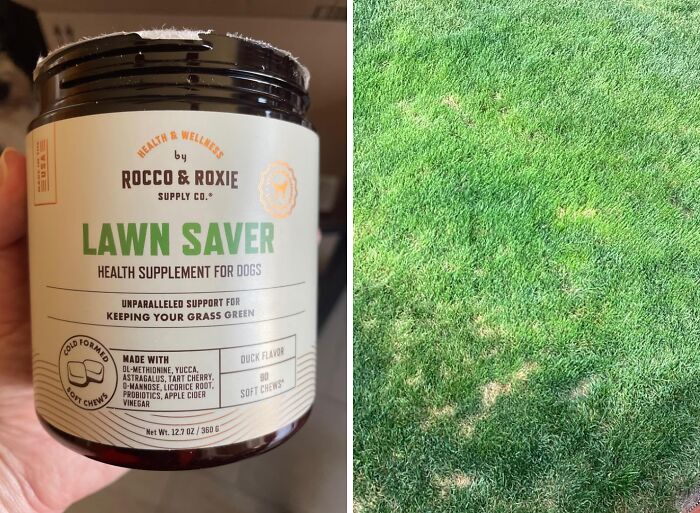  Green Grass Savers For Dog Urine Spots Will Have Your Backyard Looking Green An Odour Free
