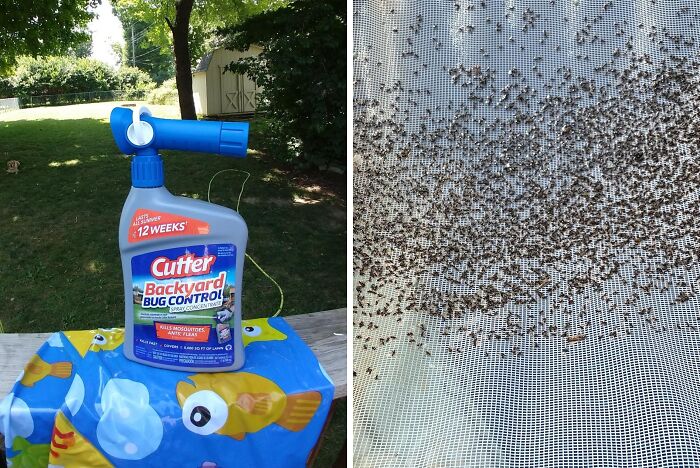 With The Cutter Backyard Bug Control Spray , The Only Pest In Your Backyard Will Be Your In-Laws Showing Up Unanounced 