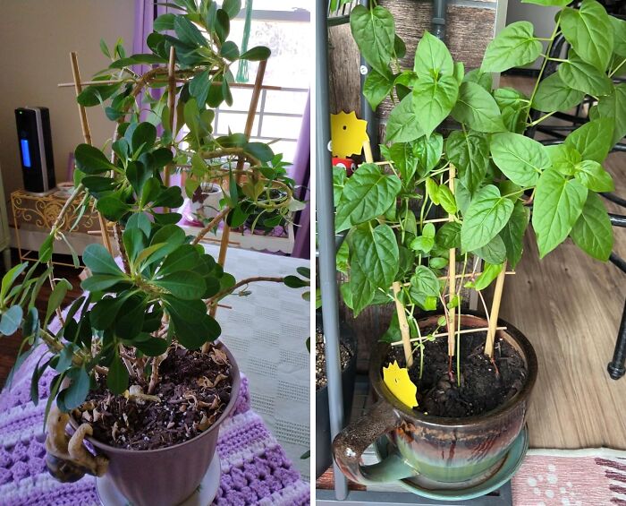 A Fan Shaped Bamboo Trellis Will Give Your Indoor Garden The Glow-Up It Needs