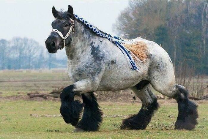 The Ardennes Is One Of The Oldest Breeds Of Draft Horse, Dating Back To Ancient Rome
