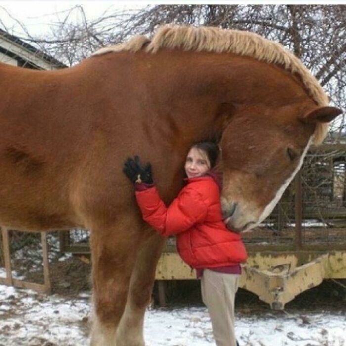 This Horse Is An Absolute Unit