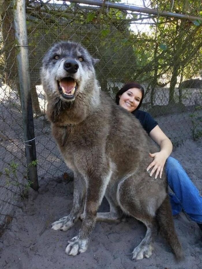 A Bad Dog Owner Dumped This Wolfdog At A K**l Shelter When He Got Too Big And Too Much To Handle