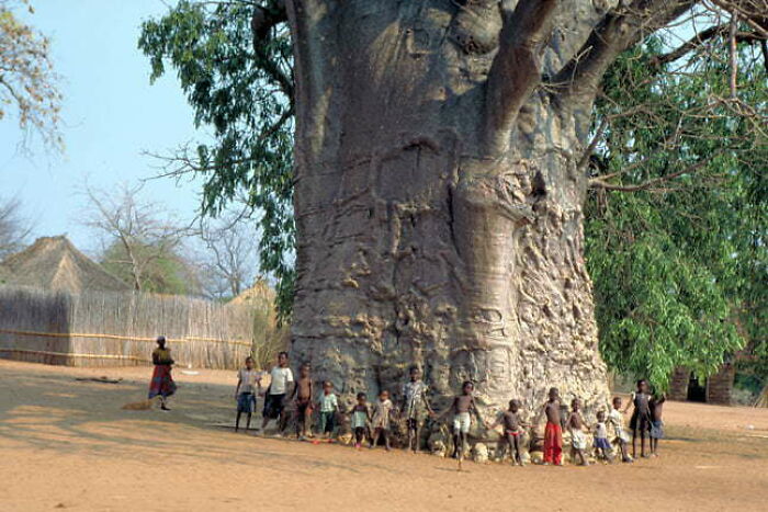 This Baobab Tree Is Said To Be 6000 Years Old