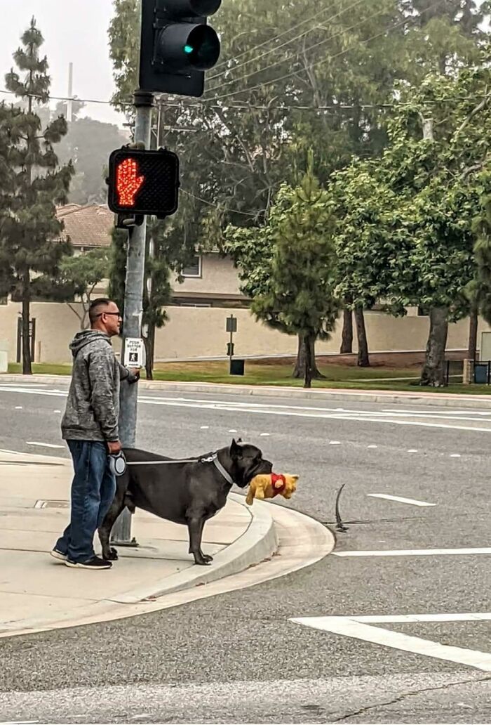 Absolute Unit On R/Aww