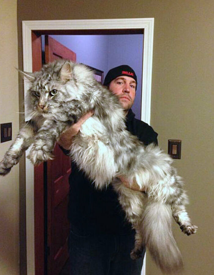 This Maine Coon Is An Absolute Unit!