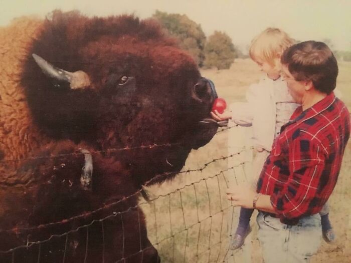 My Dad Used To Take Me To Feed The Buffalo Outside Of Town When I Was Little. We Called This Guy Big Daddy