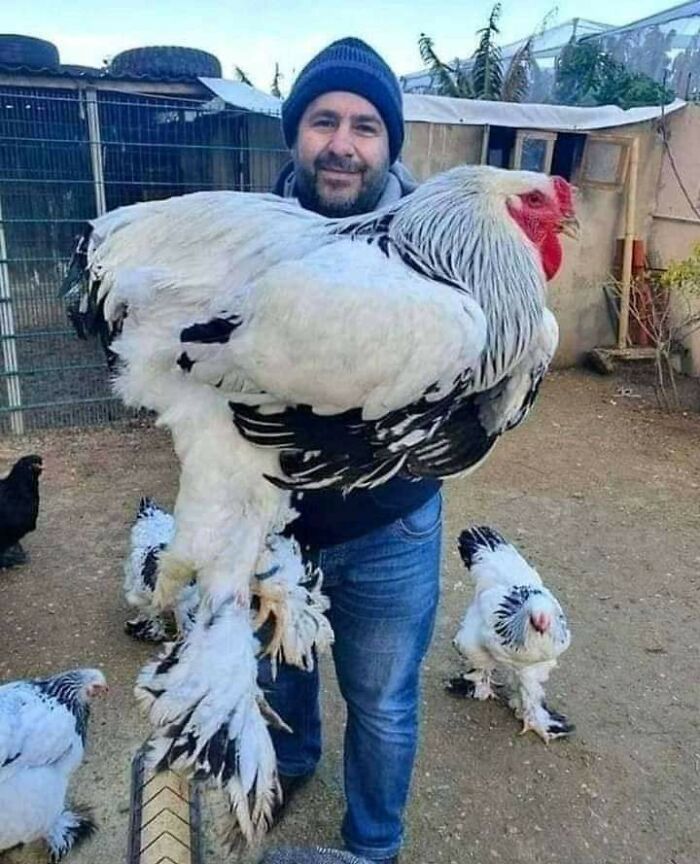 This Gigantic Rooster