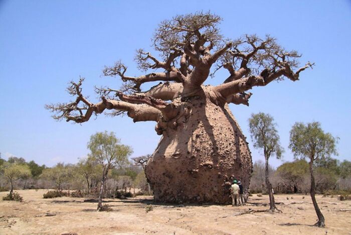 Basically Everything About These Baobab Trees Is Fit For This Sub