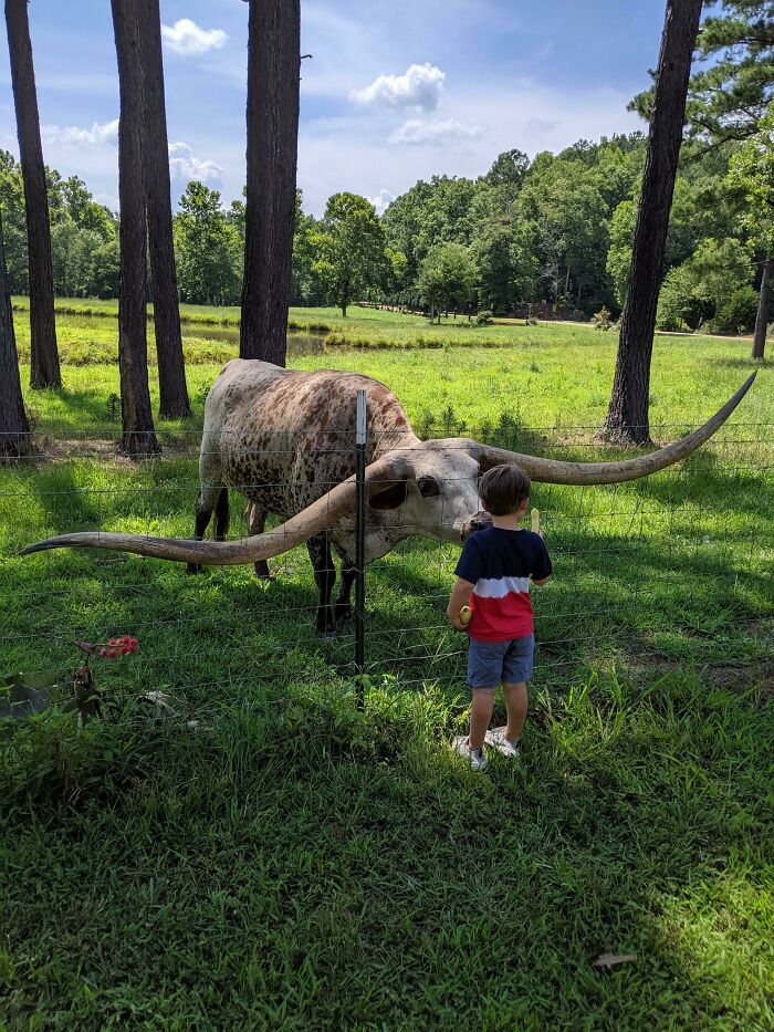 We Met Poncho Via, The Longest Longhorn To Ever Longhorn