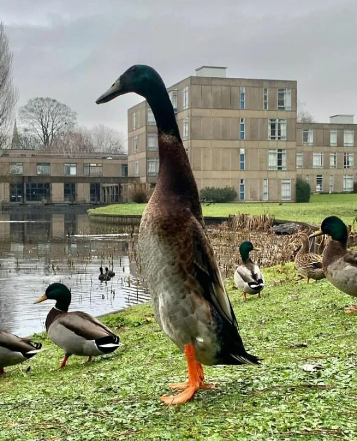 The Tallest Mallard Duck To Have Ever Lived (Since Records Began) Known As 'Long Boi' He Lives On The Campus Of The University Of York, England. He Stands Just Over 1m Tall (3.5ft)